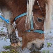 Shetlænder Skovgaardens asterix