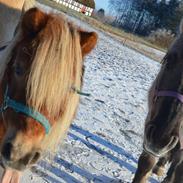 Shetlænder Skovgaardens asterix