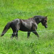 Anden særlig race Alenbæks Antonio