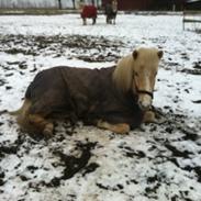 Islænder Solfari fra Tovrup