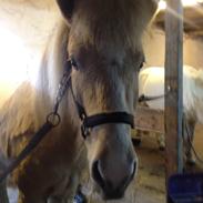 Islænder Solfari fra Tovrup