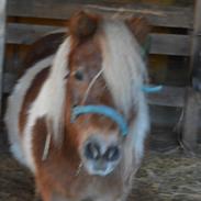 Shetlænder Skovgaardens asterix