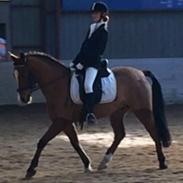 New Forest Kjølens Parsifal