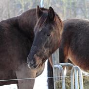 Oldenborg Hanne-hest