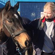 Welsh Cob (sec D) Tango