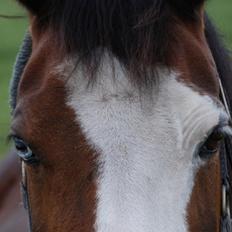 New Forest Malika