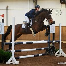 Dansk Varmblod Parvenu