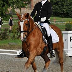 Tyroler Haflinger Alain