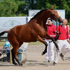 Dansk Varmblod TWINHORS DON'A BALLERINA