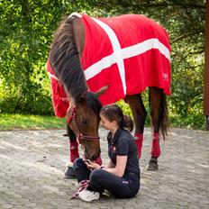 Dansk Varmblod TWINHORS DON'A BALLERINA