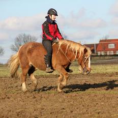 Welsh Cob (sec D) | Glanvyrnwy Olwena