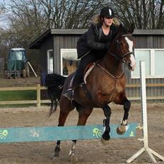 Dansk Varmblod Glavendruplunds compaja
