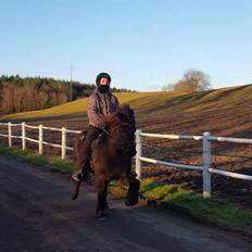 Islænder Mökkur fra Arnakke