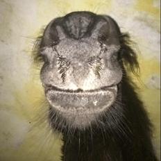 Frieser Lobke Fan It Jaachpaad