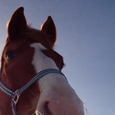 Anden særlig race Milando