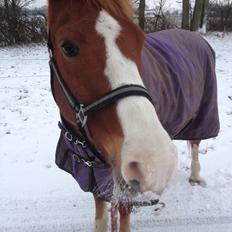 Anden særlig race Milando