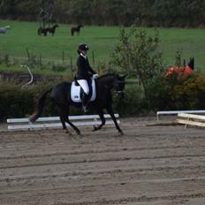 Welsh Partbred (Sec F) Laibek's Olympic