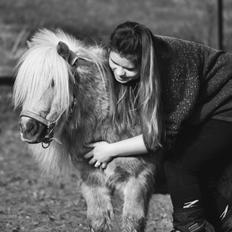 Shetlænder Stjernens Mini-Lion