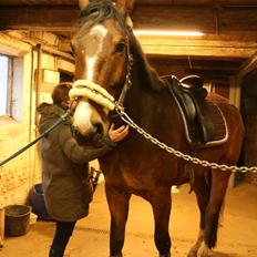 Dansk Varmblod Enghavegård's King Canute (sendt retur)