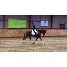 Tysk Sportspony Fredens copperfield