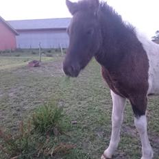 Islænder Ragnar frá Gammeltoft 