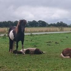 Islænder Ragnar frá Gammeltoft 