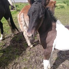 Islænder Ragnar frá Gammeltoft 