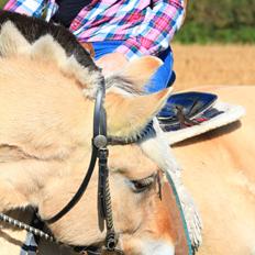 Fjordhest Leedals Lukas