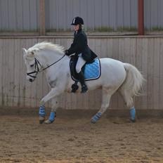 Anden særlig race MR. Mayson