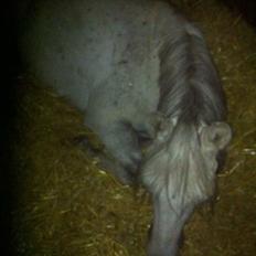 Anden særlig race Playboy Comet