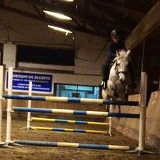 Anden særlig race Playboy Comet