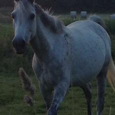 Anden særlig race Playboy Comet