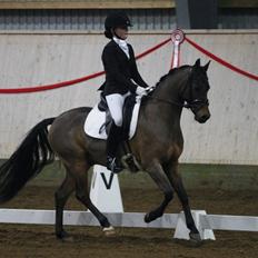 DSP Røgild's Diablo SPH 190 (B-pony)