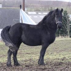 Frieser Frauke van de Fulgleholt