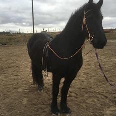 Frieser Frauke van de Fulgleholt