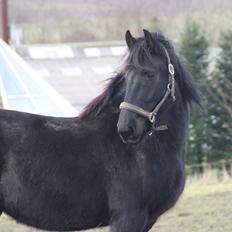 Frieser Frauke van de Fulgleholt