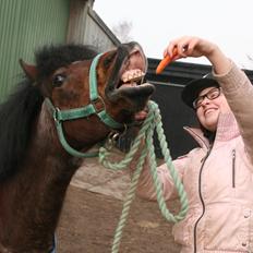Welsh Mountain (sec A) Mr. Jones