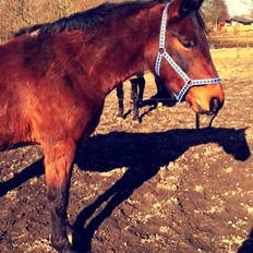 Anden særlig race Damtofts Valdemar