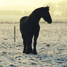 Frieser Stålkærgaards Fritz