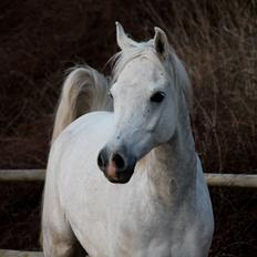 Arabisk fuldblod (OX) RM Al Qadir