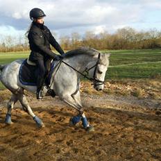 New Forest Egeballes Suzuki.