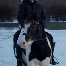 Anden særlig race Musse