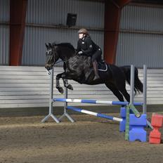 Oldenborg Santos af birkelund