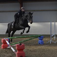 Oldenborg Santos af birkelund