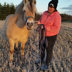 Fjordhest Stella Bakkely