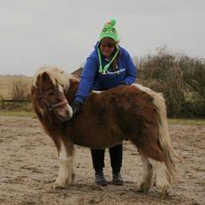 Shetlænder Prins