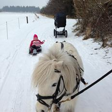 Shetlænder Cirkeline