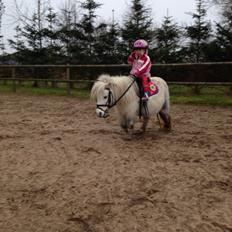 Shetlænder Cirkeline