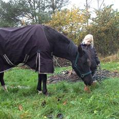 New Forest Elmholts baronesse