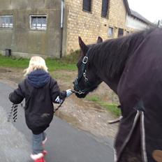 New Forest Elmholts baronesse